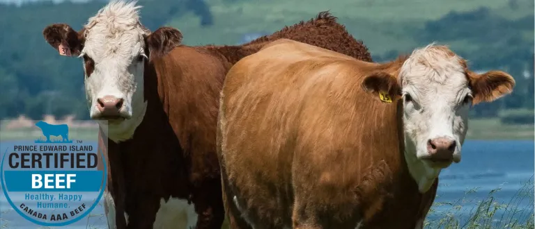 Two cows standing in a field in front of a body of water